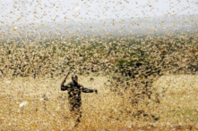 Đàn châu chấu từ Trung Quốc tràn sang Điện Biên phá hoại