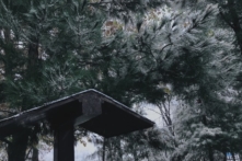 Hơn 200 công nhân Việt Nam kêu cứu ở Uzbekistan, nhiều người nhiễm Covid-19