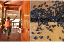 Gia Lai: Cuộc sống người dân huyện Ia Grai đảo lộn vì bọ đậu đen