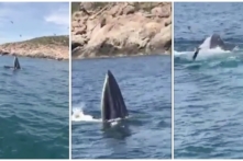 Bất ngờ thấy cá voi lưng gù nhảy múa săn mồi ở vịnh Cam Ranh