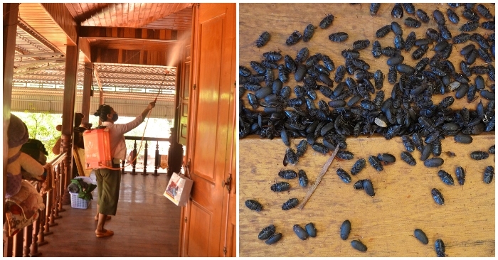 Gia Lai: Cuộc sống người dân huyện Ia Grai đảo lộn vì bọ đậu đen
