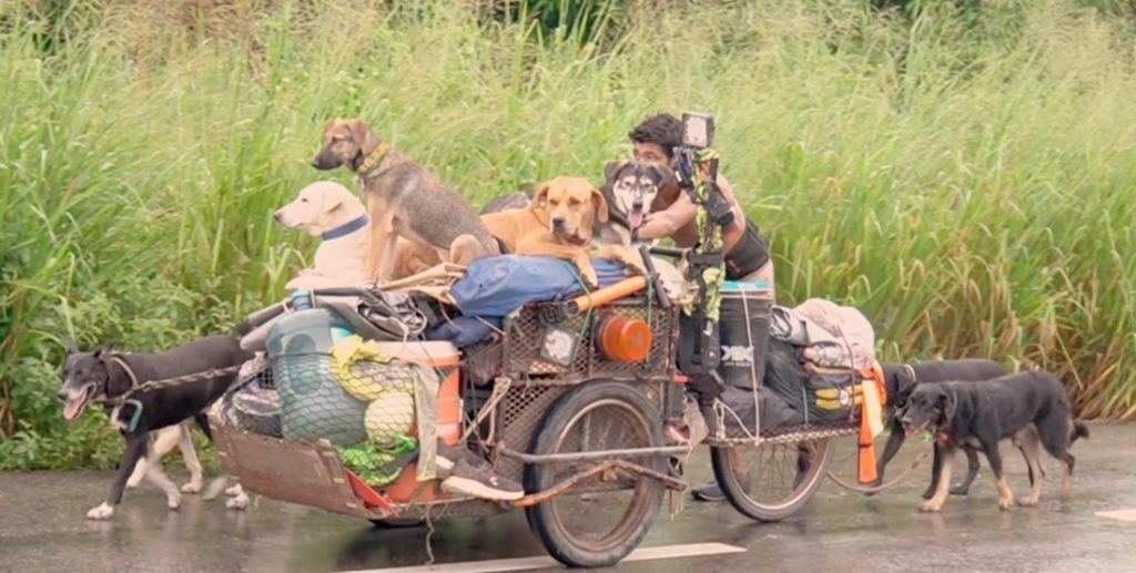 Những chú chó ở trên xe, ở đằng sau, ở đằng trước và sau lưng anh. Chúng vẫy vẫy đuôi và sủa vang lên và anh ta cứ kiên trì đẩy chiếc xe đẩy của mình mặc cho trời nóng.