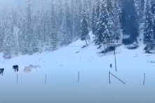 Tháng 6 tuyết rơi dày! Có bao nhiêu oan khuất ở Tân Cương?