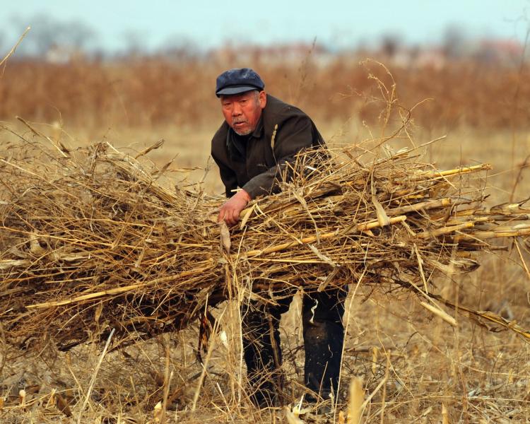 Một nông dân buộc những cọng lúa mì khô trên cánh đồng ở Cangzhou, thuộc tỉnh Hà Bắc của Trung Quốc, vào tháng 2 năm 2009. (Ảnh Frederic J. Brown / Getty Images)