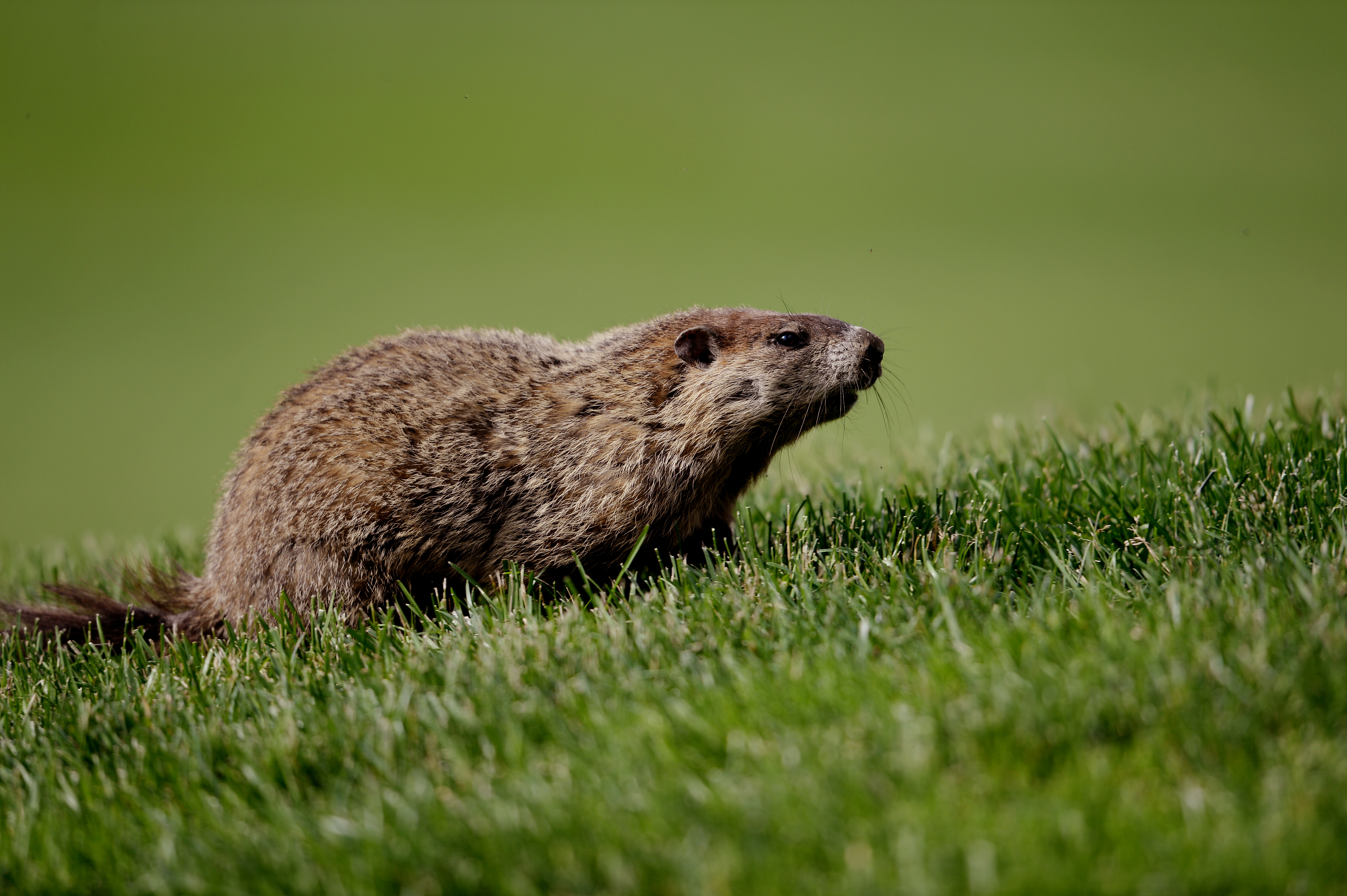 Một con chuột, thuộc họ marmot tại Ardmore, ở bang Pennsylvania vào ngày 06/14/2013. (Ảnh Ross Kinnaird / Getty Images)