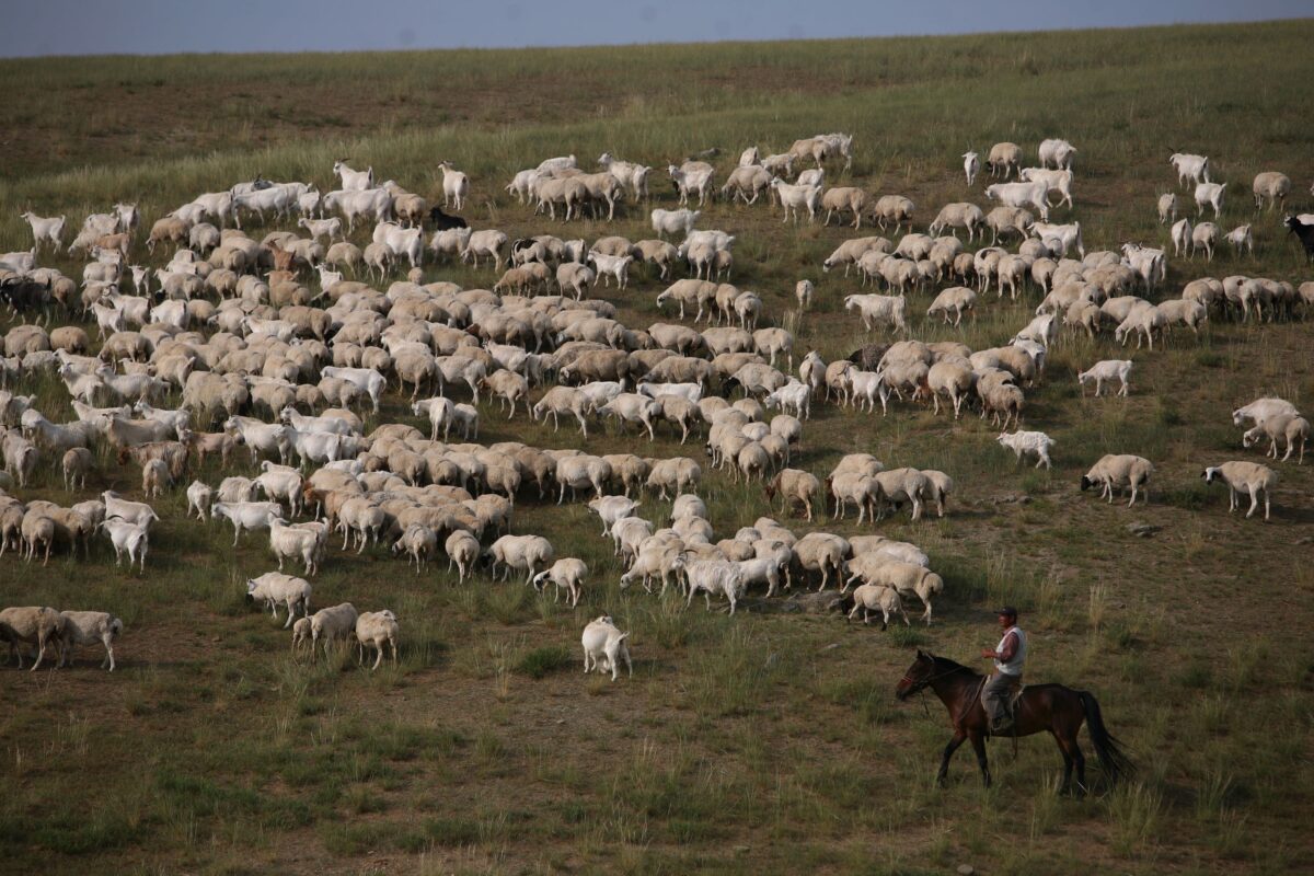 Một đàn cừu tại Xilinhot ở vùng tự trị Nội Mông, Trung Quốc, hôm 8/8/2006. (Ảnh China Photos / Getty Images)