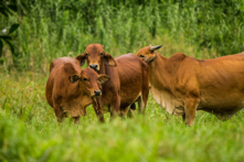 Chuyện thật như đùa: Xây biệt thự cho bò!