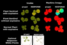Thực vật có thể được đào tạo để phát hiện chất nổ và chất ô nhiễm