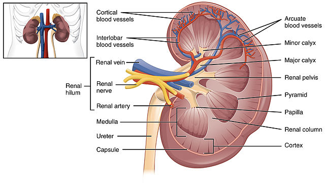 Đạo dưỡng sinh (Kỳ 1): Dưỡng sinh và thịnh-suy của cơ thể