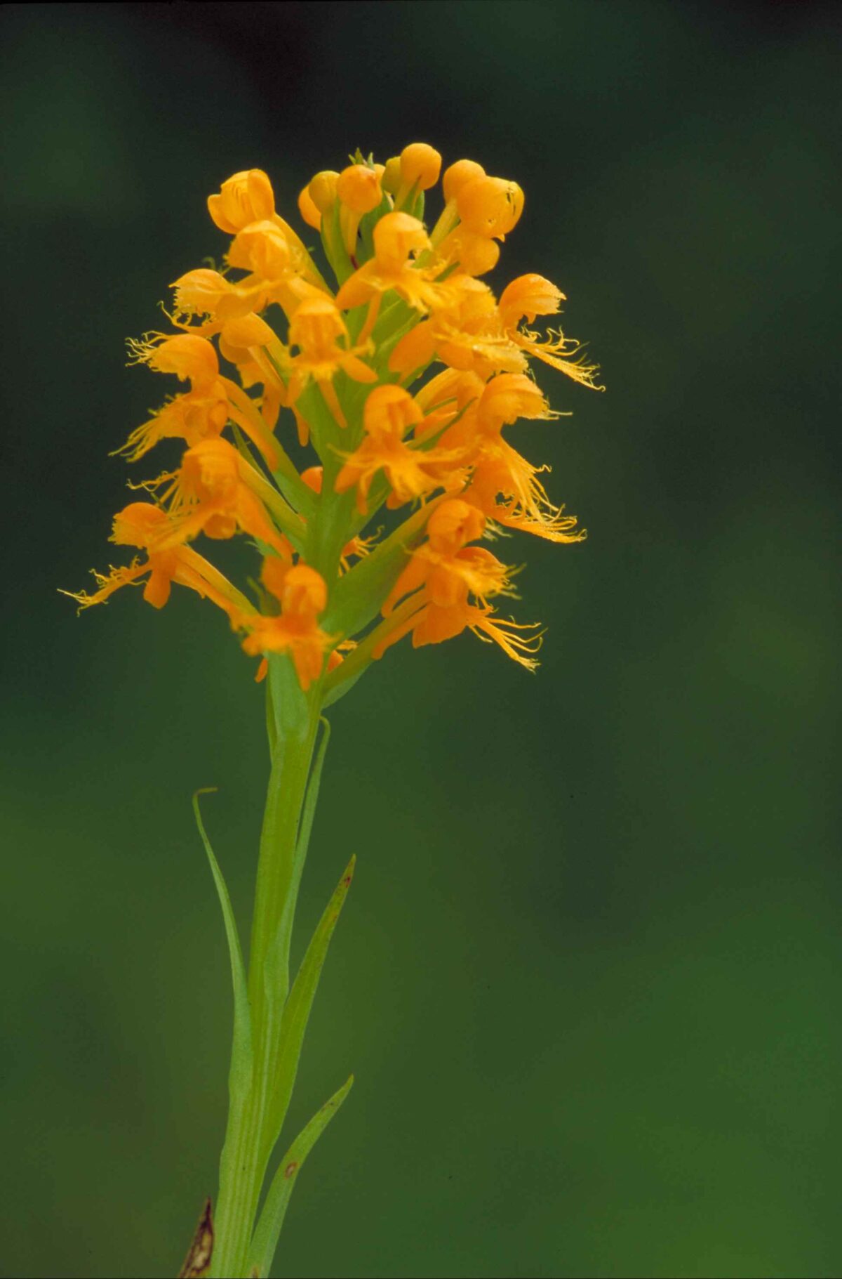 Một khoa học gia đã tìm lại được loài hoa lan tua vàng cam sau 19 năm biến mất
