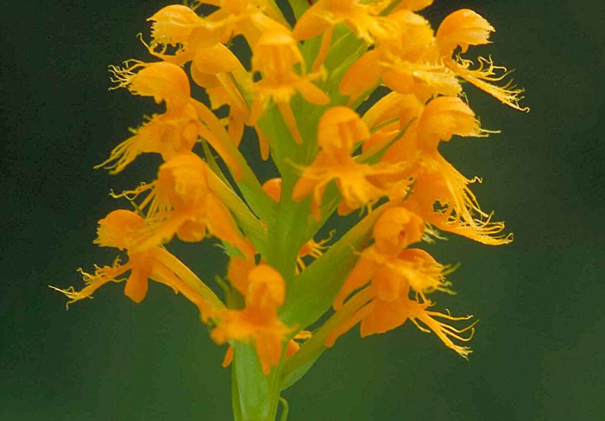 Một khoa học gia đã tìm lại được loài hoa lan tua vàng cam sau 19 năm biến mất