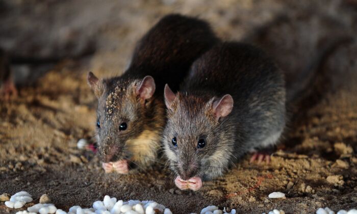 3 con chuột chết không lý do, Trung Quốc khám sàng lọc toàn huyện