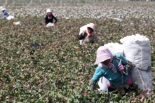 Hoa Kỳ cấm nhập khẩu bông và các sản phẩm do lao động cưỡng bức từ Tân Cương