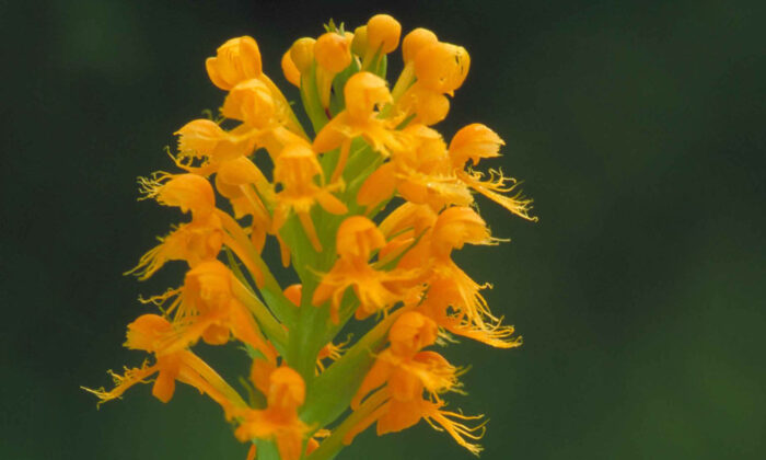 Một khoa học gia đã tái phát hiện loại hoa lan tua vàng cam sau 19 năm