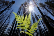 Chính phủ Liên bang Hoa Kỳ và doanh nghiệp cam kết với Sáng kiến ​​1 nghìn tỷ cây xanh