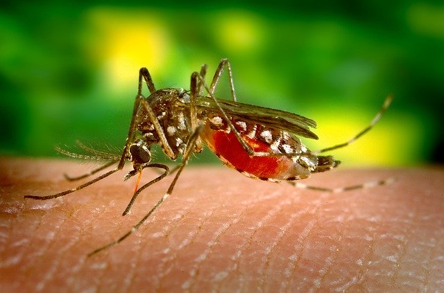 Bé gái 10 tuổi bị biến chứng nguy hiểm của sốt xuất huyết