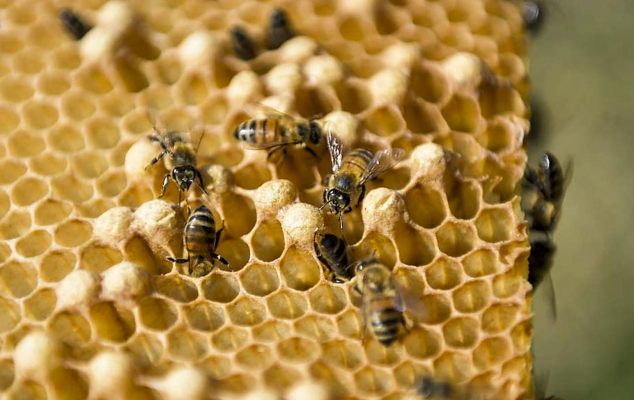 Mật ong thực phẩm làm thuốc