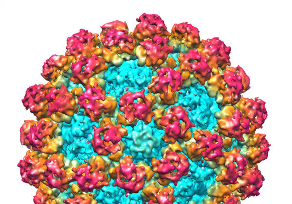 Virus RNA phân cực dương được gọi là Norovirus. (Ảnh Debbink et al./PLoS Pathog [CC BY-SA 2.0])