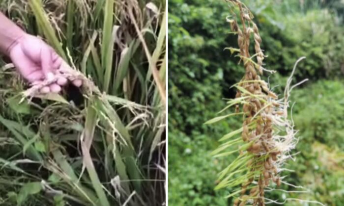 Nông dân Trung Quốc cầu cứu vì lúa mọc mầm sau trận lũ lịch sử