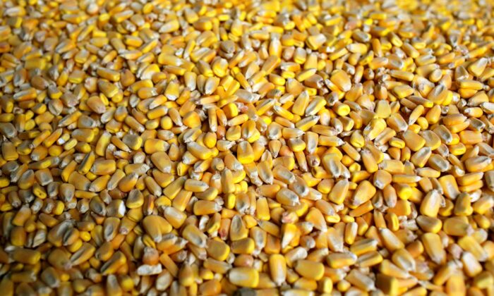 Trung Quốc thực hiện 71% mục tiêu mua nông sản của Hoa Kỳ
