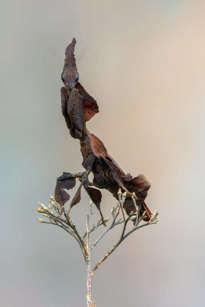 Bắt gặp loài bọ ngựa ma, có ngoại hình giống chiếc lá khô