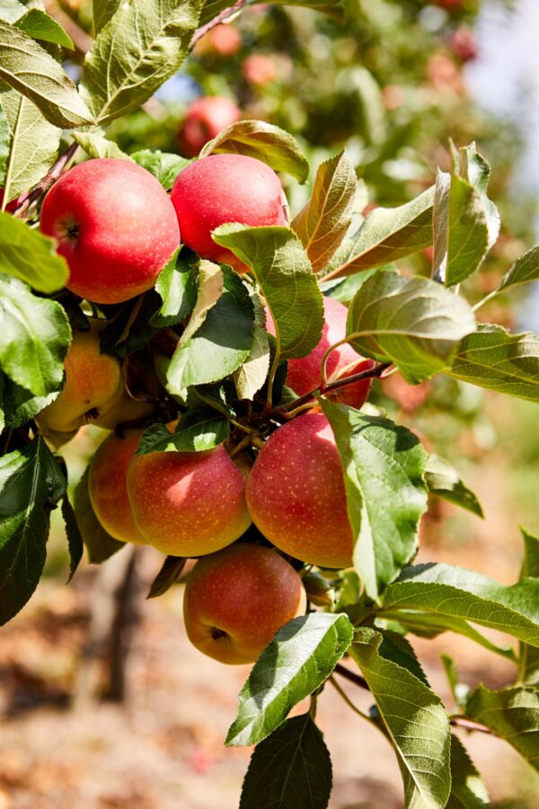 Mùa thu đến, những quả táo nặng trĩu treo trên cành ở những khu vườn ăn trái địa phương, sẵn sàng cho việc thu hoạch. (Ảnh Zoom Team / Shutterstock)