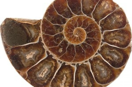 Tỷ lệ Thần thánh: Mật mã không thể lý giải 