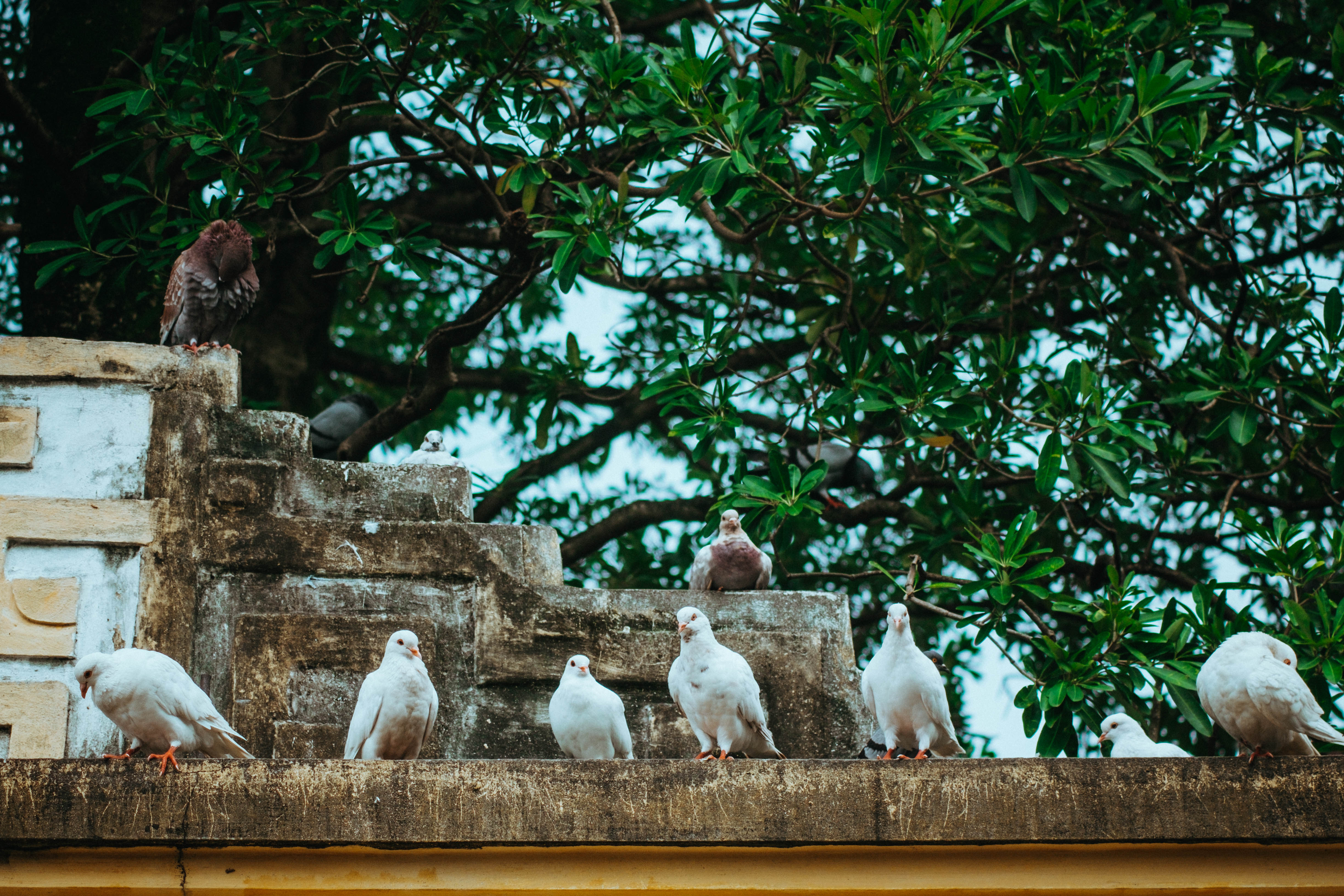 Đàn bồ câu vui vẻ trong buổi sớm mai trong lành trong chùm ảnh phố giao mùa