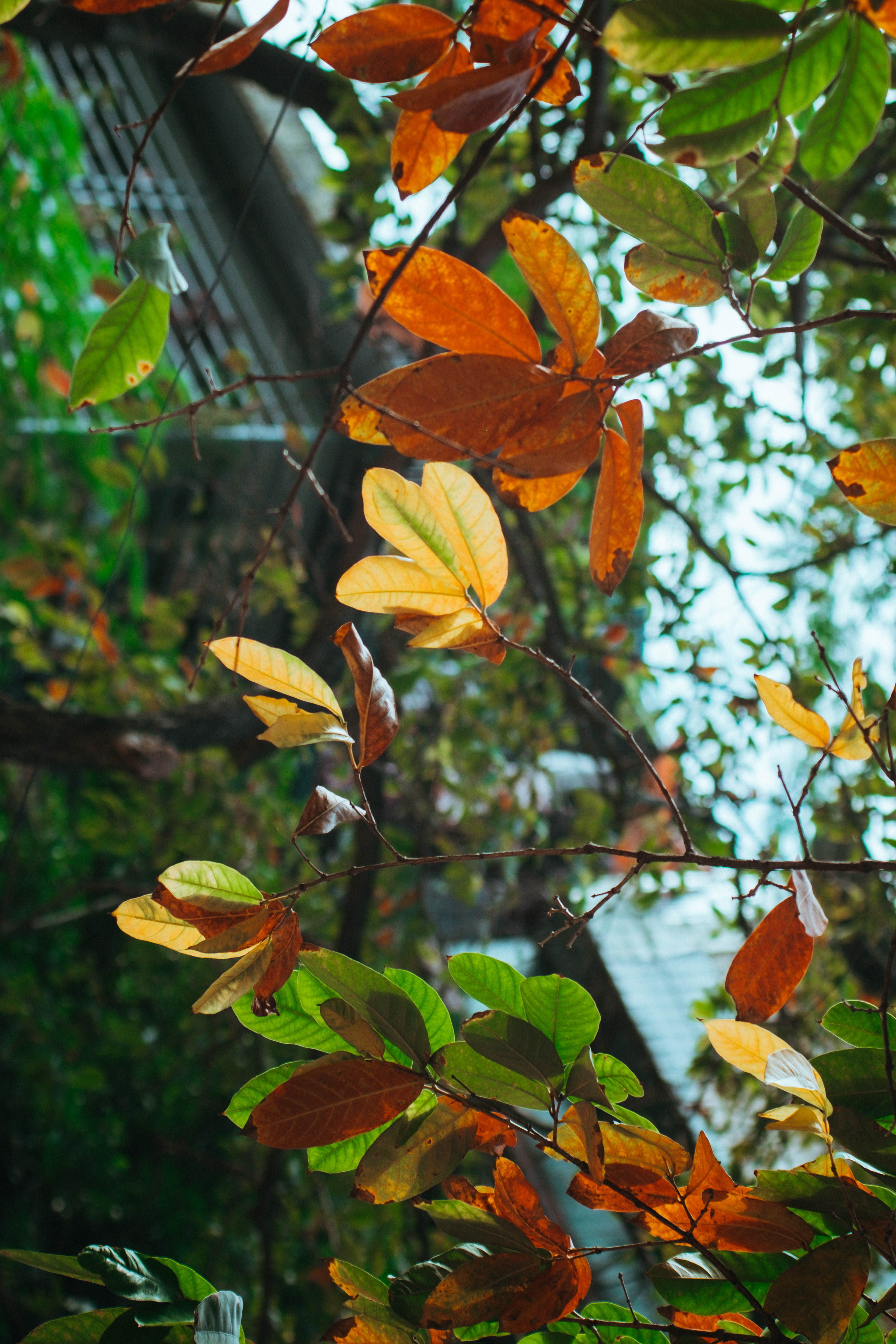 phố chuyển mùa