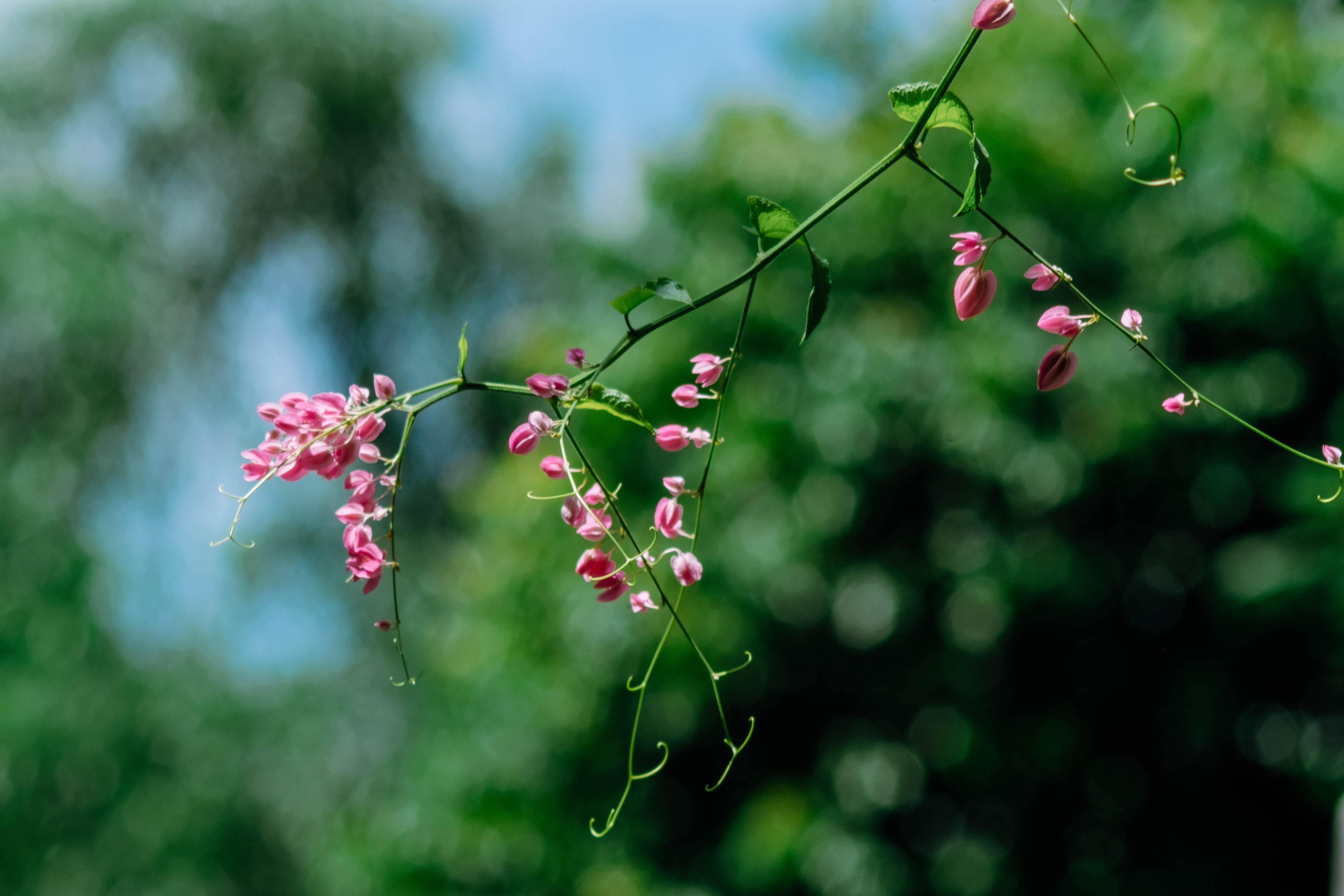  hoa trong phố