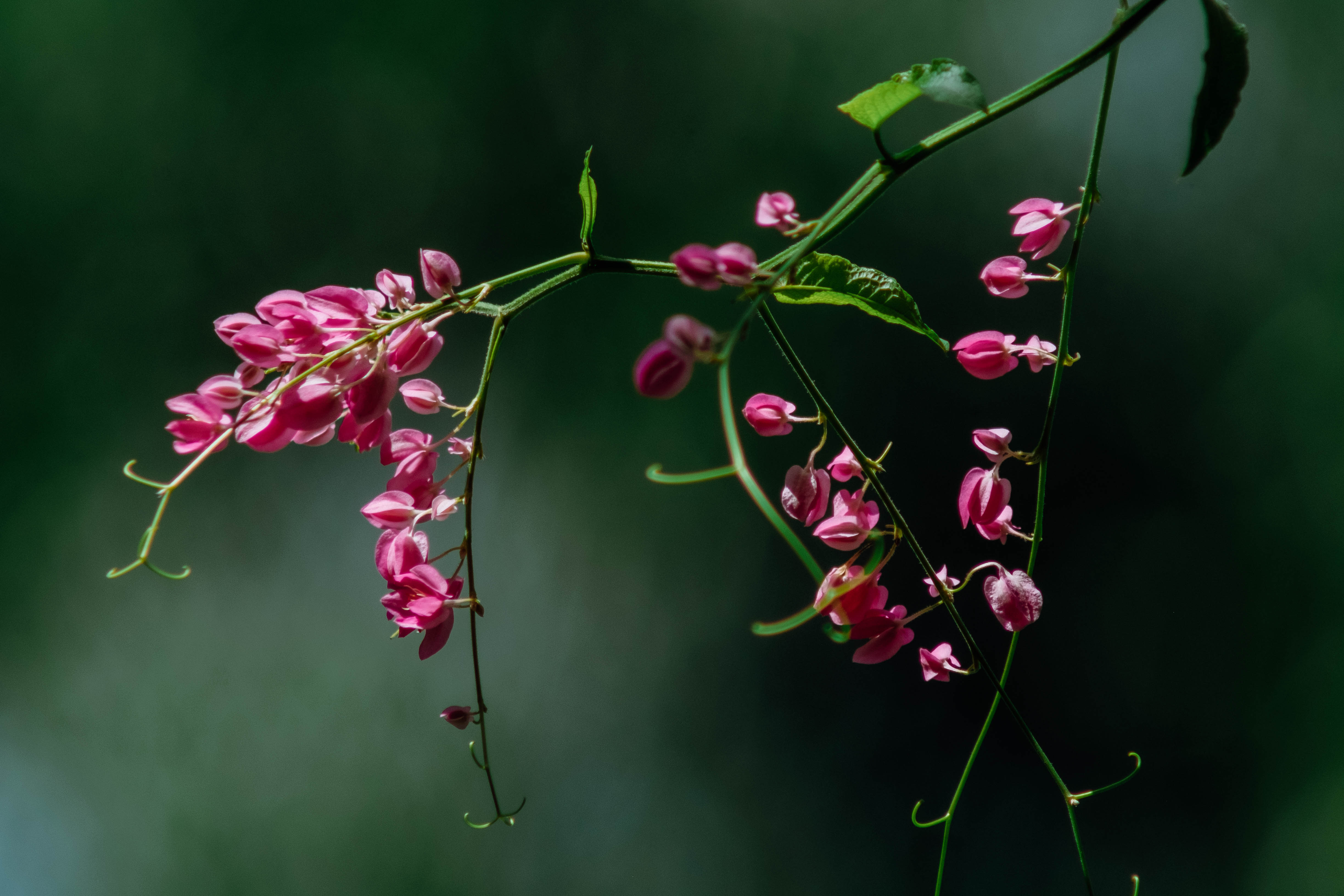 Giọt sương trên cành hoa màu tím - giao mùa