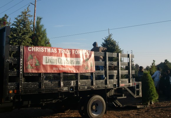 lựa chọn cây thông noel xanh