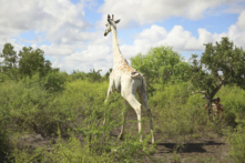 Con hươu cao cổ trắng cuối cùng trên thế giới được trang bị GPS