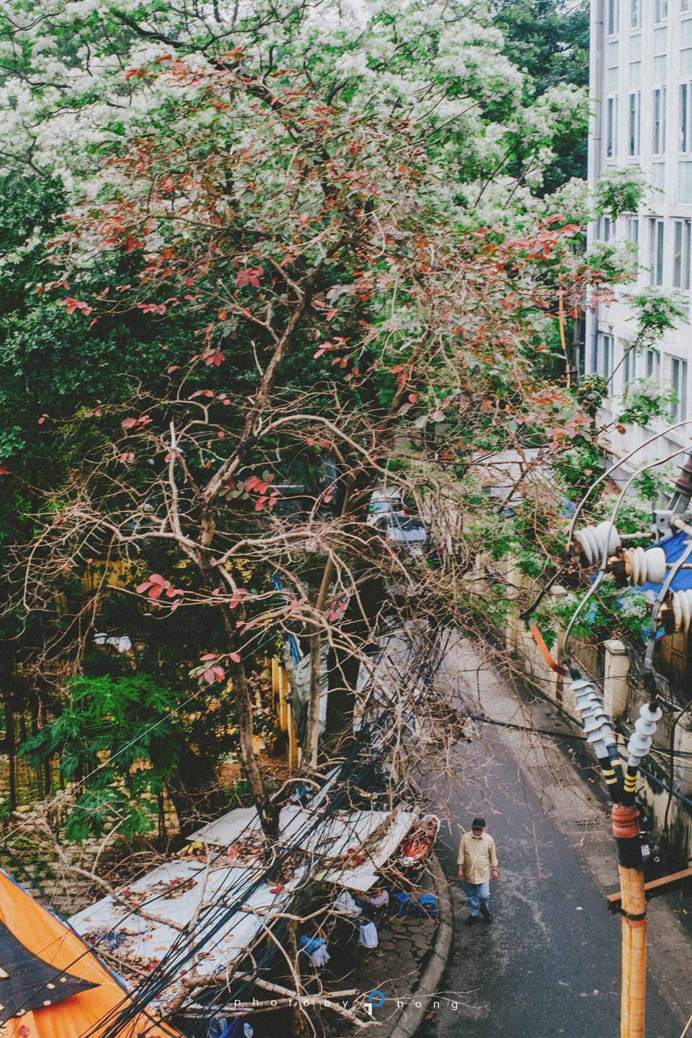 Hoa Xoan trắng tháng Ba