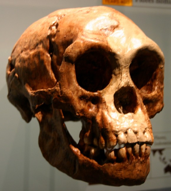 Homo floresiensis (“Người Hobbit”)