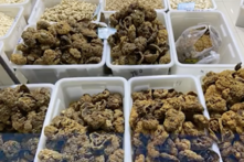 Tiết lộ đáng sợ về nguồn nhau thai người ở chợ đen Trung Quốc