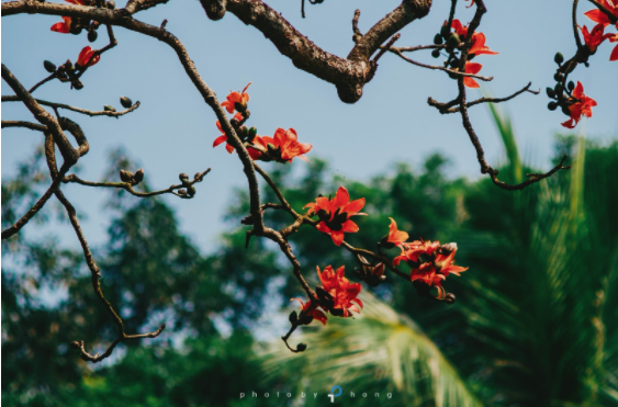 Hoa gạo tháng Ba