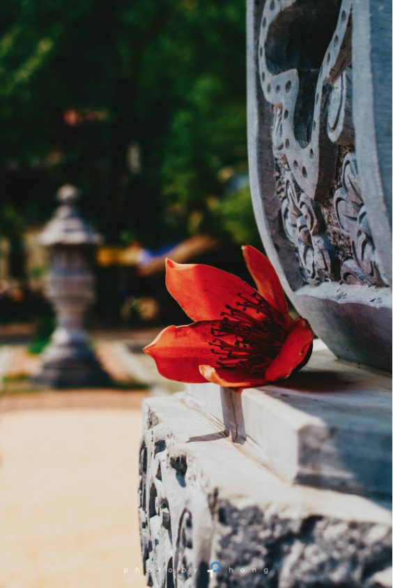 Mộc Miên - Thương nhớ hoa Gạo tháng Ba