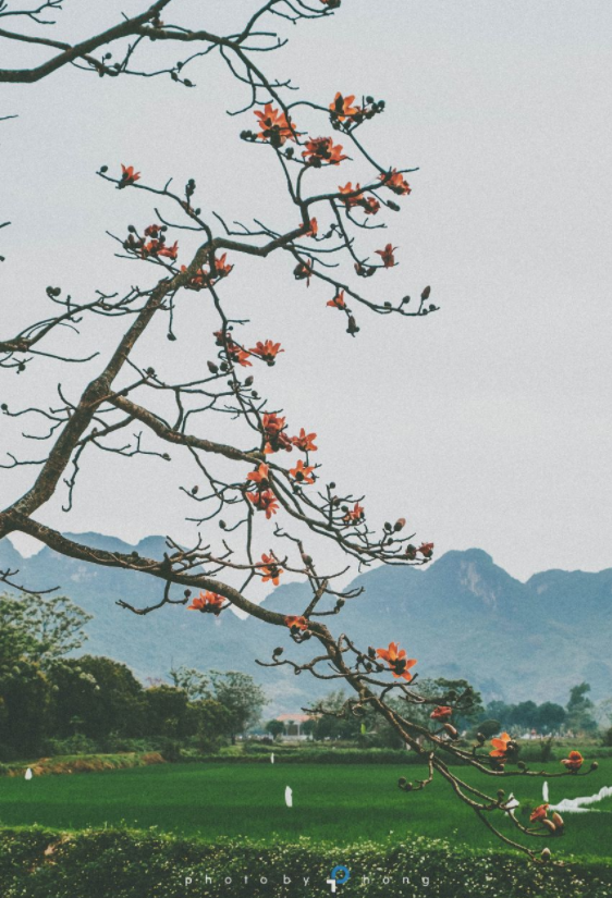 Hoa gạo tháng Ba