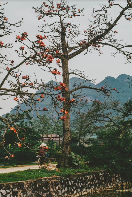 Hoa gạo tháng Ba