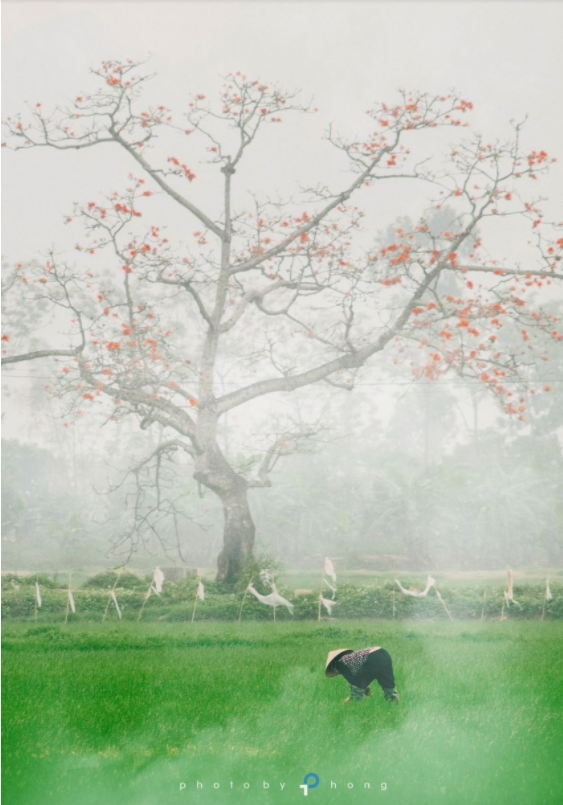 Hoa gạo tháng Ba