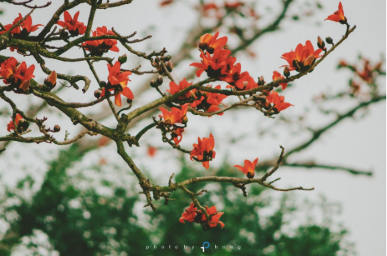 Mộc Miên - Thương nhớ hoa Gạo tháng Ba