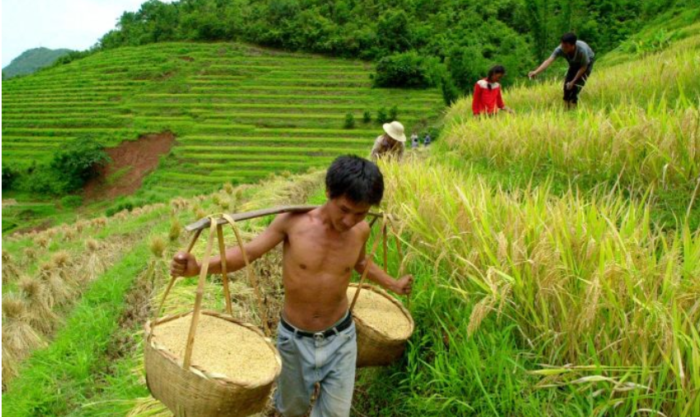 Chính sách mới của Bắc Kinh cho thấy nghèo đói, an ninh lương thực là những mối quan tâm hàng đầu trong năm 2021