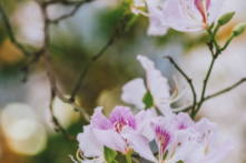 Ảnh đẹp: Nhành hoa trắng lung linh, chim trời da diết gọi về