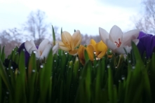 Vì sao người Trung Quốc thức dậy sớm?