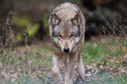 Truyện cổ Trung Hoa: Thần Núi và con Sói hộ vệ