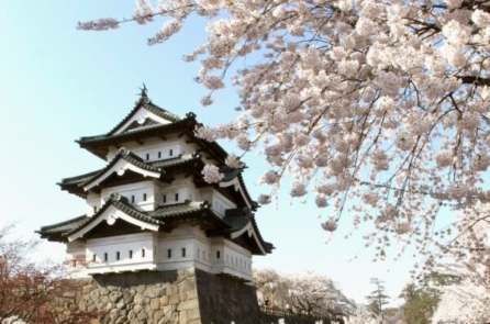 Hoa anh đào Nhật Bản: Khoảnh khắc huy hoàng của mùa xuân