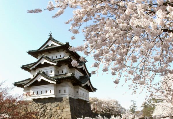 Hoa anh đào Nhật Bản: Khoảnh khắc huy hoàng của mùa xuân