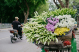 Hoa loa kèn gọi hạ về khắp phố