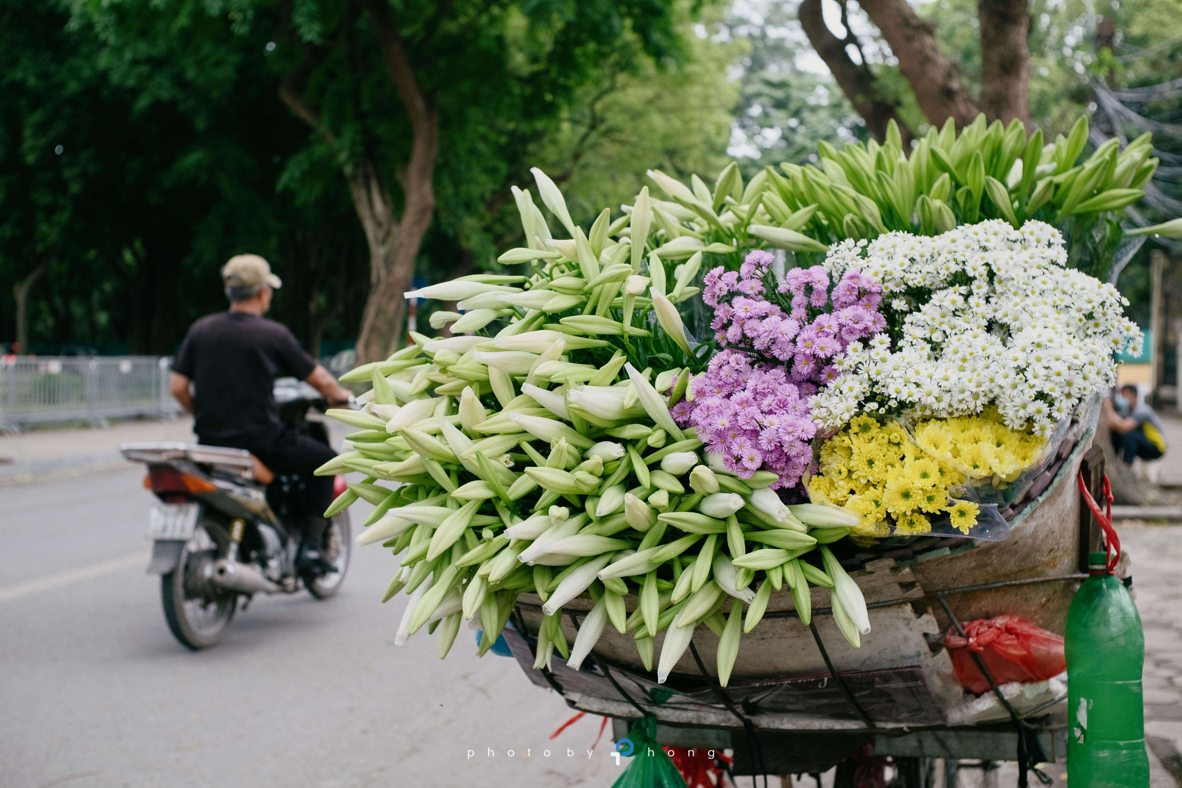 Hoa loa kèn gọi hạ về khắp phố